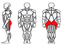 Svalove skupiny - hýžde (stehna zadní)